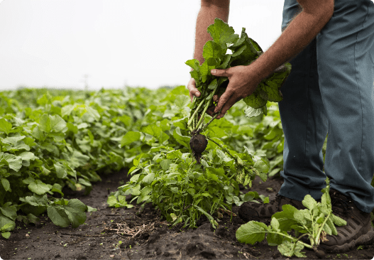 Organic and Regenerative Farming